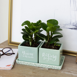 Ceramic Planter Set