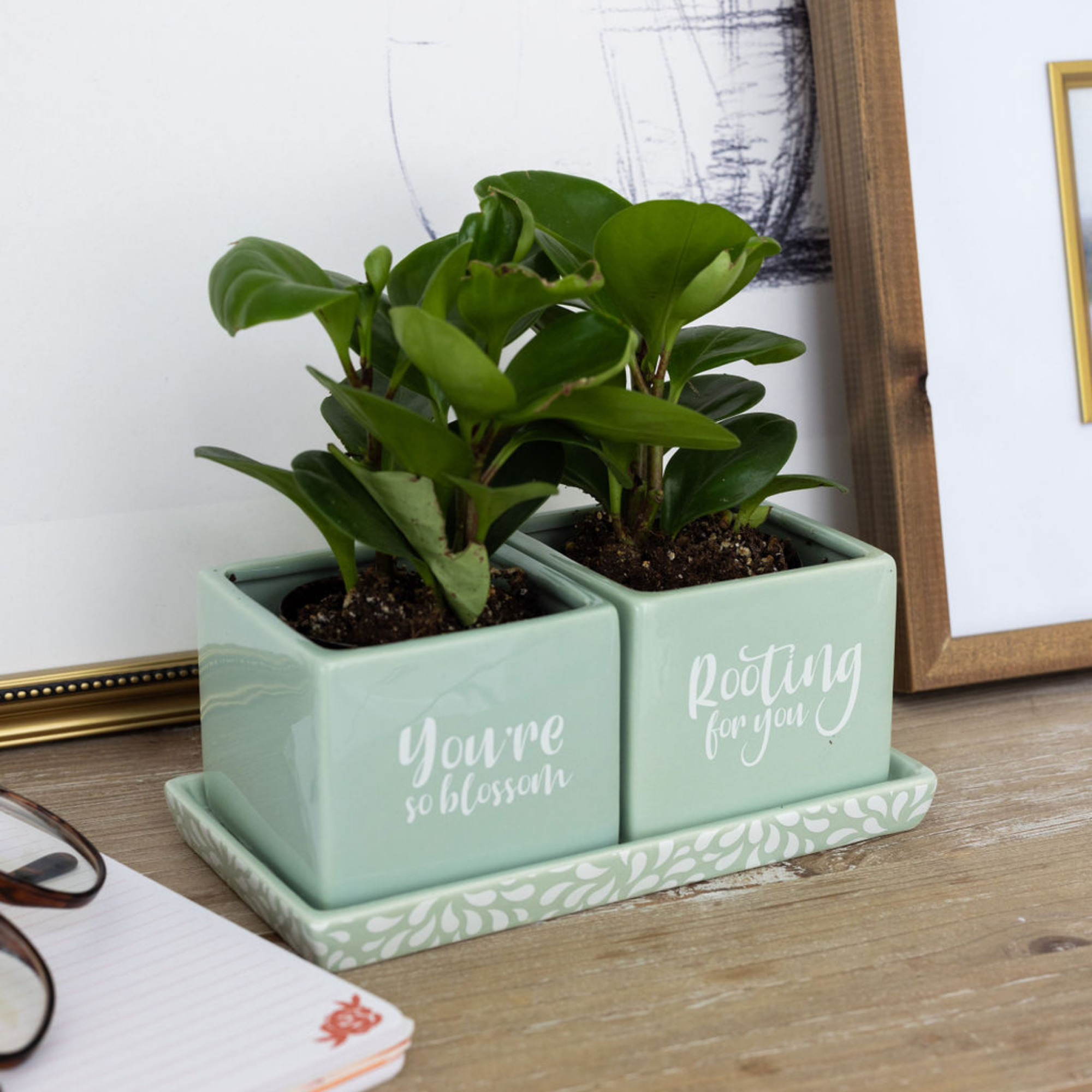 Ceramic Planter Set
