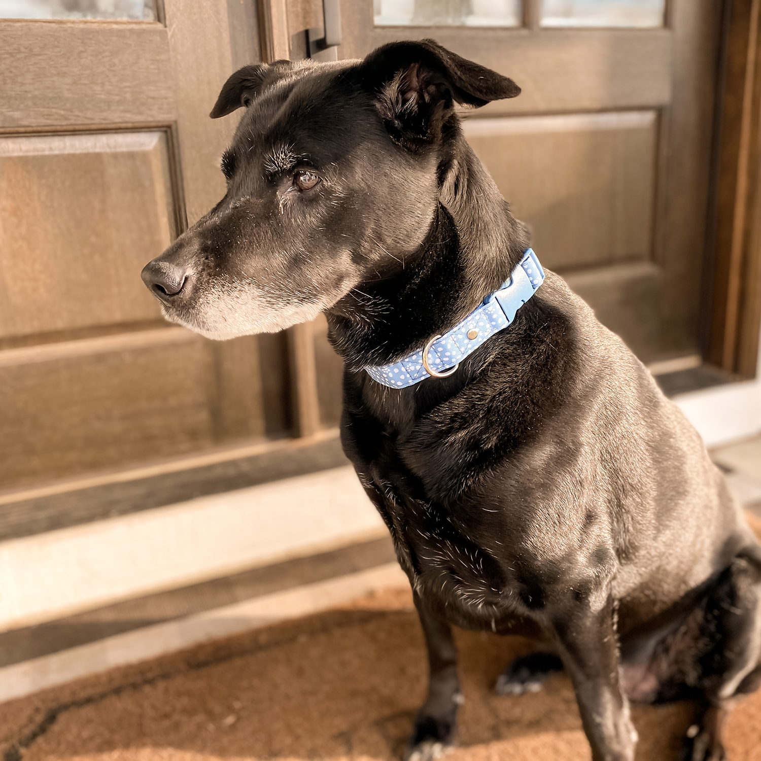 Large Dog Collar, Dog Paws and Dots