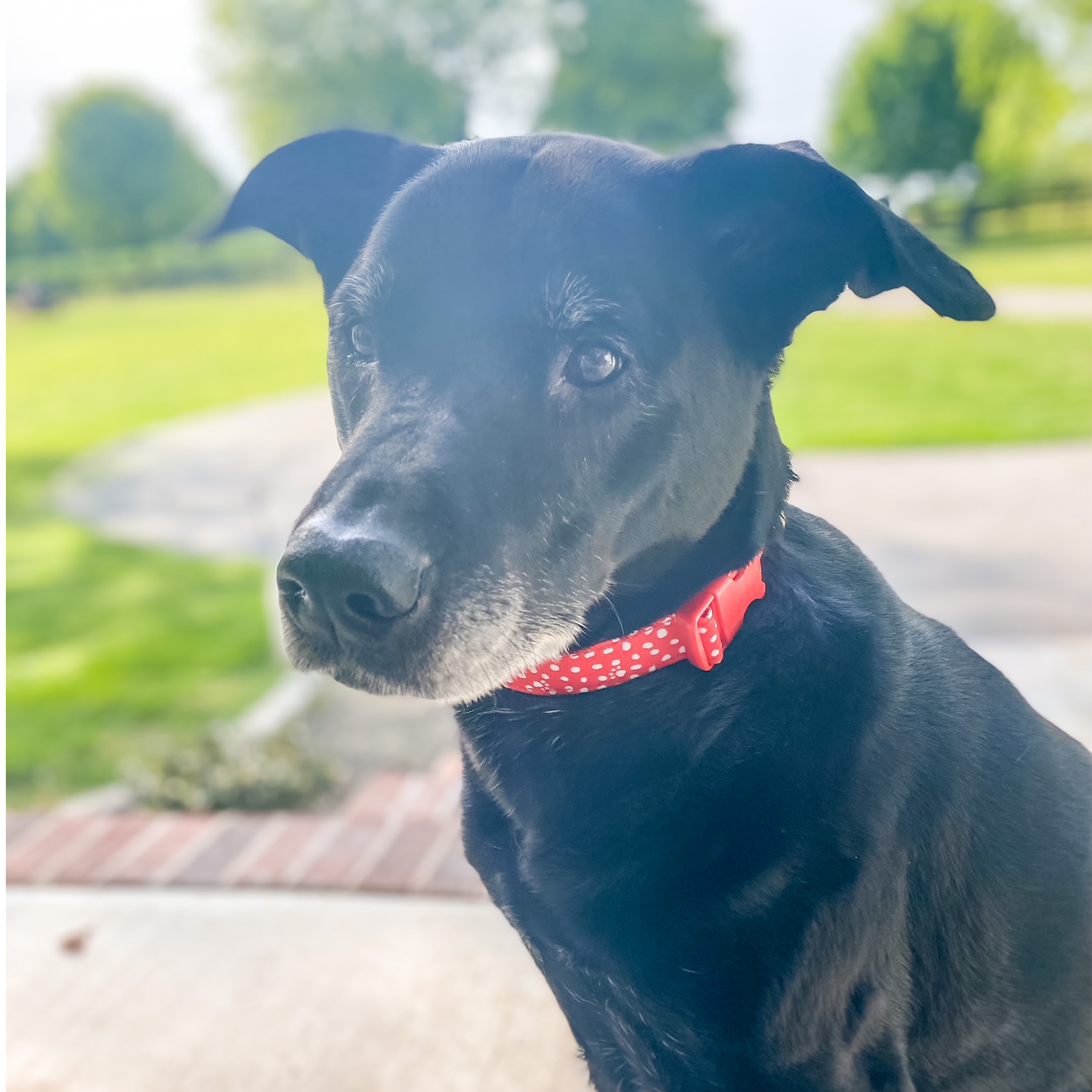 Large Dog Collar, Red Paws and Dots