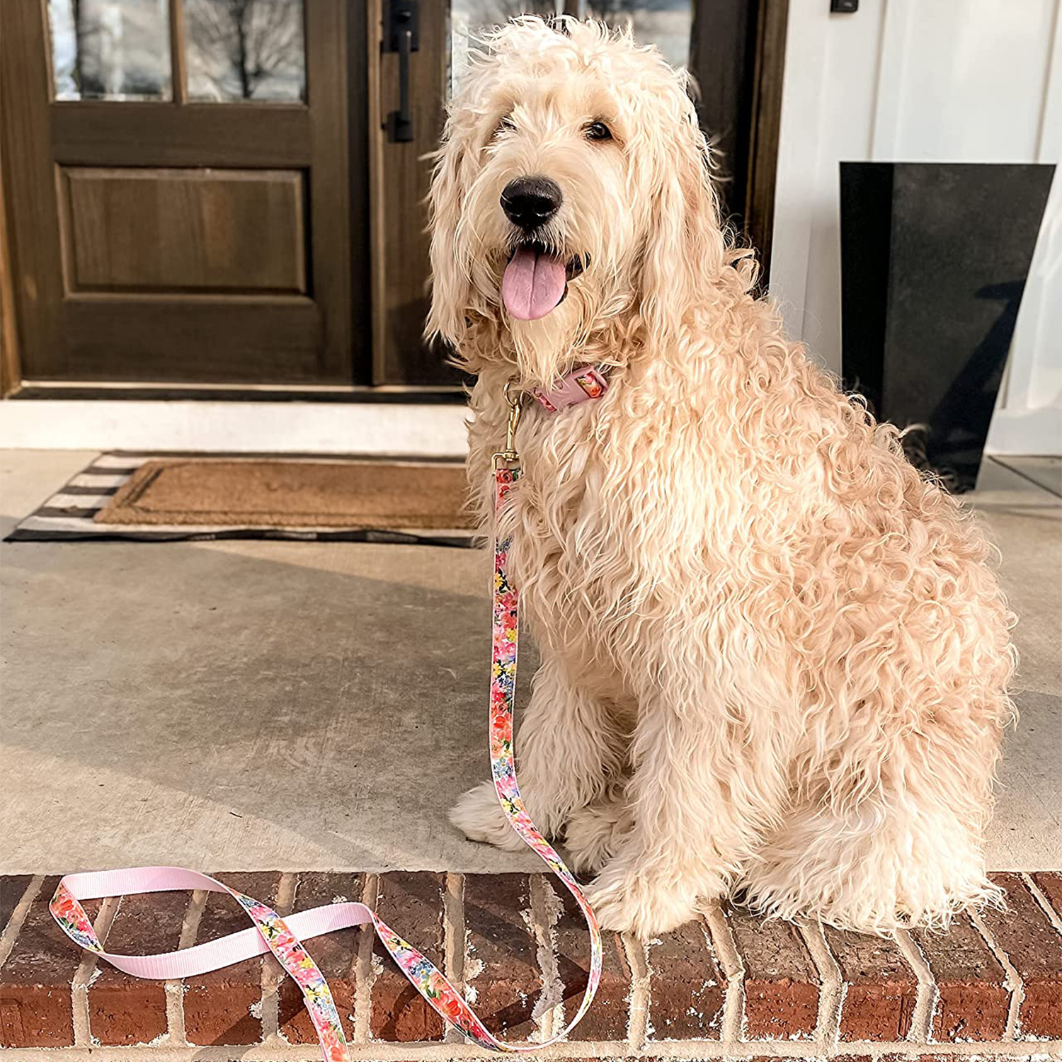 Dog Lead, Summer Garden